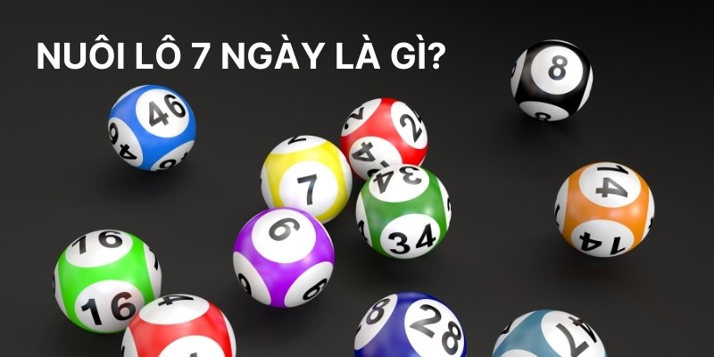 Nuôi lô 7 ngày là gì?